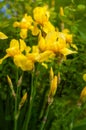 Close-up view of an yellow iris flower on background of flowers and green leaves. Royalty Free Stock Photo