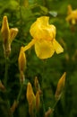 Close-up view of an yellow iris flower on background of flowers and green leaves. Royalty Free Stock Photo