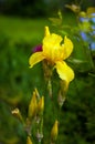 Close-up view of an yellow iris flower on background of flowers and green leaves. Royalty Free Stock Photo