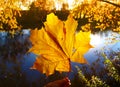 Close-up view of a yellow maple leaf at river and trees background. Colorful fall background Royalty Free Stock Photo