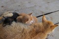 Close-up view of a yellow mother cat nursing her kittens in the backyard Royalty Free Stock Photo