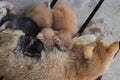 Close-up view of a yellow mother cat nursing her kittens in the backyard Royalty Free Stock Photo