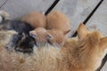 a yellow mother cat nursing her kittens in the backyard Royalty Free Stock Photo