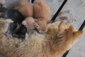 Close-up view of a yellow mother cat nursing her kittens in the backyard Royalty Free Stock Photo