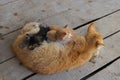 Close-up view of a yellow mother cat nursing her kittens in the backyard Royalty Free Stock Photo