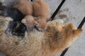 Close-up view of a yellow mother cat nursing her kittens in the backyard Royalty Free Stock Photo