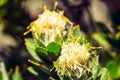 Close up view of a yellow Pincushion Leucospermum flower at Kasteelspoort Hiking Trail