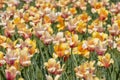 Close up view Yellow and pink color Tulip flower bed Royalty Free Stock Photo