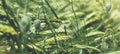 Close up view yellow poppies flowers and green cones wheat on background nature field. Summer village rural landscape blurred back Royalty Free Stock Photo