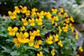 Close-up view of yellow and purple wallflower or wallflower in sunny day on blurred background