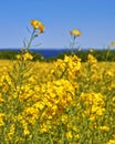 Close-up view of a yellow rape blossom field under blue sky Royalty Free Stock Photo