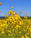 Close-up view of a yellow rape blossom under blue sky Royalty Free Stock Photo