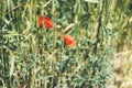 Close up view yellow and red poppies flowers and green cones wheat on background nature field. Summer village rural landscape blur Royalty Free Stock Photo