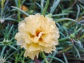 Close-up view of yellow rose flower blur background Royalty Free Stock Photo