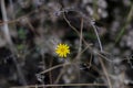 Smooth hawksbeard flower Royalty Free Stock Photo