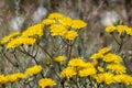 Smooth hawksbeard flower Royalty Free Stock Photo