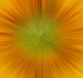 Close up view of the yellow sunflower Royalty Free Stock Photo