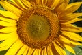 Close up view of the yellow sunflower Royalty Free Stock Photo
