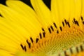 Close-up view of a sunflower Royalty Free Stock Photo