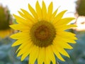 Close up view on yellow sunflower head Royalty Free Stock Photo
