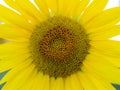 Close up view on yellow sunflower head Royalty Free Stock Photo