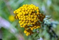 Close up view of yellow tansy flower in summer under sun light