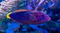 Close-up view of a yellowtail wrasse Royalty Free Stock Photo