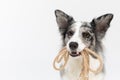 In the close-up view you can see a string coiled in its mouth with three dogs. Border Collie dog in shades of white and Royalty Free Stock Photo