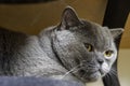 Close-up view of young adult gray British Shorthair cat with yellow eyes lying on chair Royalty Free Stock Photo