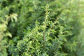 Close-up view of a young branch of a juniper bush Royalty Free Stock Photo