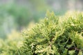 Close-up view of a young branch of a thuja bush