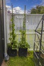 Close up view of young climbing strawberry plants in airports along while fence.