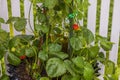 Close up view of young climbing strawberry plants with ripe berries along white fence.