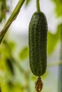 Close up view of young cucumber plants in greenhouse. Home gardening concept.