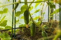 Close up view of young cucumber plants in greenhouse. Home gardening concept.