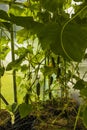 Close up view of young cucumber plants in greenhouse. Home gardening concept.