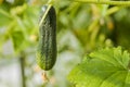 Close up view of young cucumber plants in greenhouse. Home gardening concept.