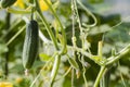 Close up view of young cucumber plants in greenhouse. Home gardening concept.