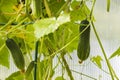 Close up view of young cucumber plants in greenhouse. Home gardening concept.