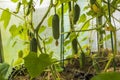 Close up view of young cucumber plants in greenhouse. Home gardening concept.