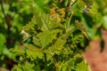 Close view of young grapes on the vines at a vineyard in the spring in Sonoma County, California, USA Royalty Free Stock Photo