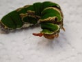 Citrus Swallowtail caterpillar showing red scent gland Royalty Free Stock Photo