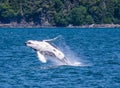 A close up view of a young Humpback Whale breaching and flipping backwards on the outskirts of Juneau, Alaska Royalty Free Stock Photo