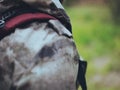 Close-up view of young man with backpack looking around in forest. Male in camouflage unionalls exploring the territory.