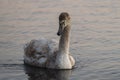 Close-up view of a young mute swan swimming in the water Royalty Free Stock Photo