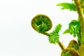 Close up View of Young Spiral Form Expanding Wet Fern on White Background