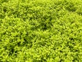 A close-up view of a young spring greens background Royalty Free Stock Photo