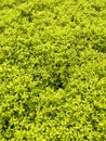 A close-up view of a young spring greens background Royalty Free Stock Photo