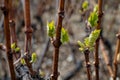 Young grapevine sprouts emerging in early spring vineyard