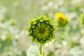 Close-up view of a young sunflower flower Royalty Free Stock Photo